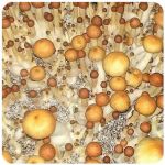 Псилоцибиновые (галлюциногенные)  грибы Psilocybin "Golden Teacher" в Рыльске