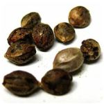 Семена марихуаны АК-47  (Seeds AK-47) в Рыльске
